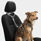 Hundesnor Til Bil